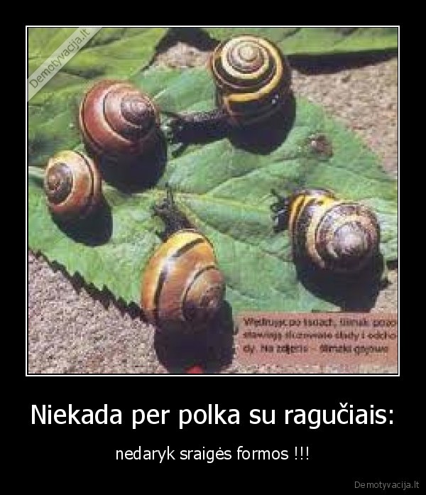 Niekada per polka su ragučiais: