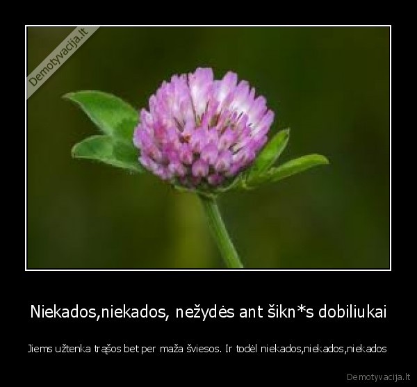 dobiliukai,ant,siknos., d