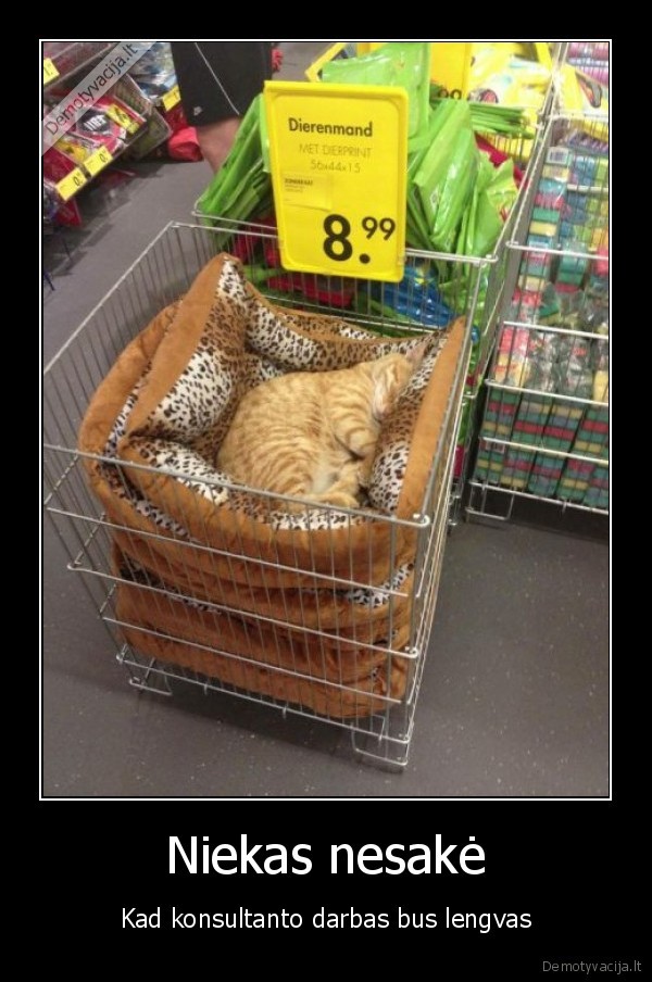 varginantis, katinas,miegantis, katinas,katinas, parduotuvej