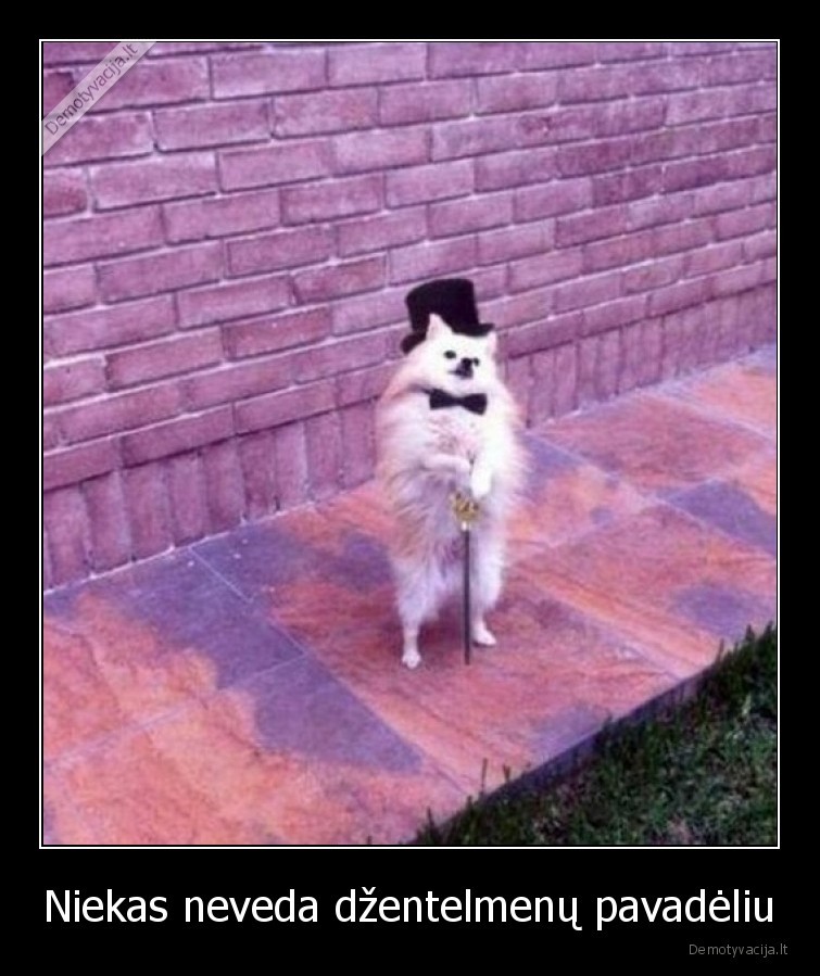 suo,pavadelis,dzentelmenas