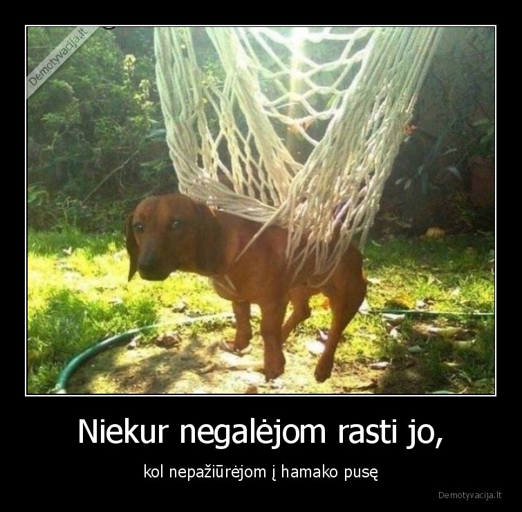 suo,hamakas,uzstrigo