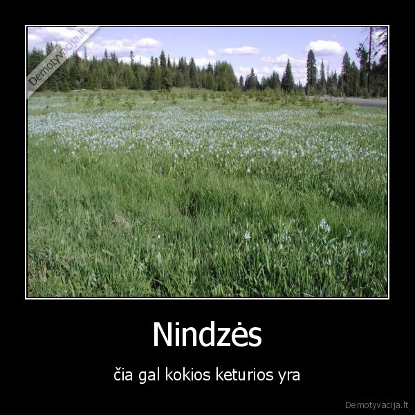 nindzes,pasislepe,zole,laukai
