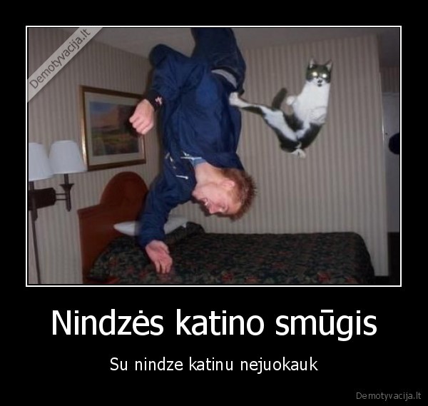 nindze,katinas