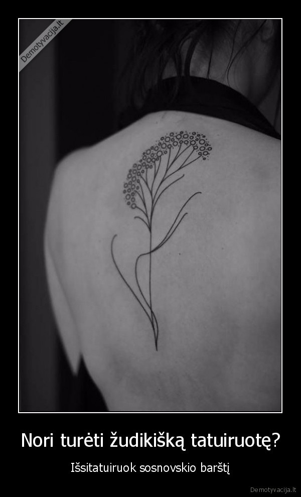 tatuiruote,sosnovskio, barsciai