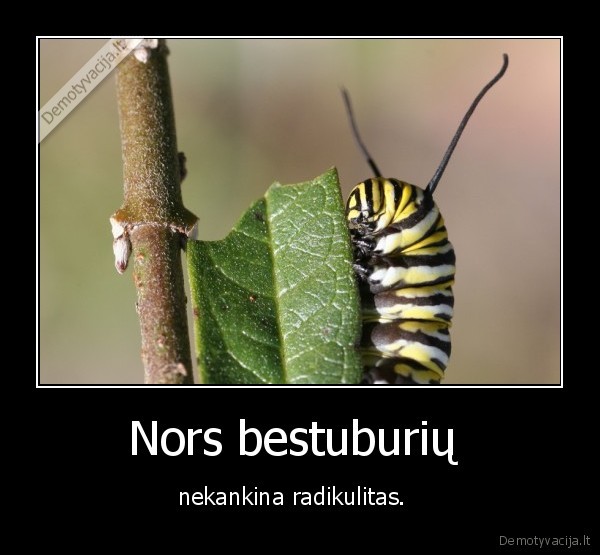 Nors bestuburių 