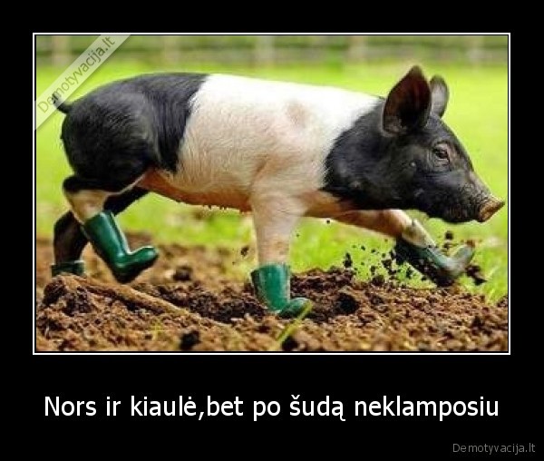 Nors ir kiaulė,bet po šudą neklamposiu