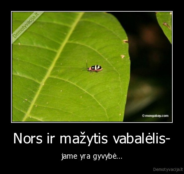 Nors ir mažytis vabalėlis-