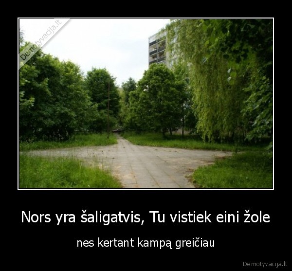 saligatvis,kampas,zole