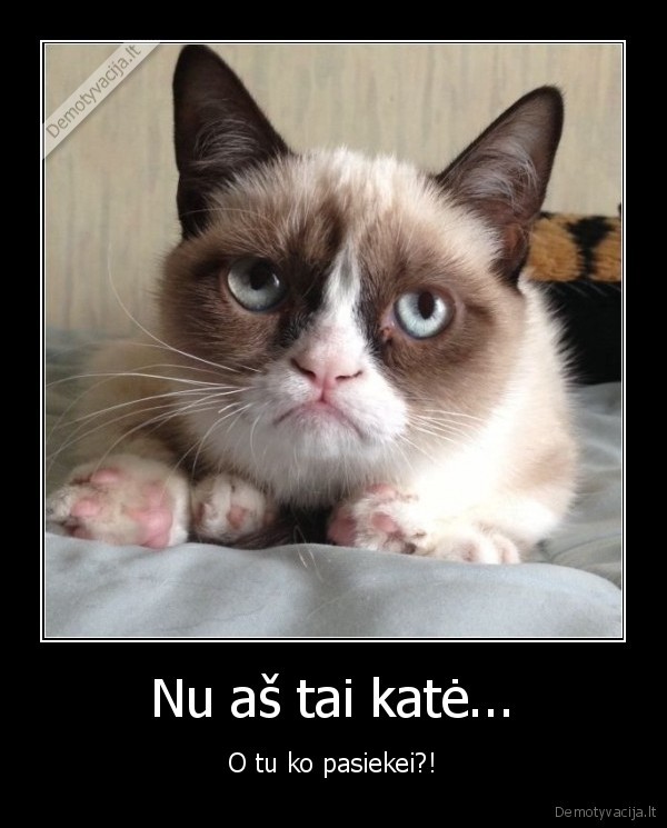 kate,grumpy, cat