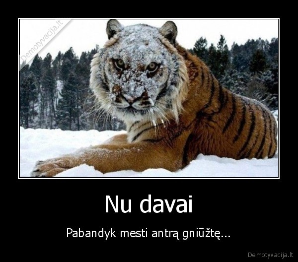 tigras, sniege,sniego, gniuzte