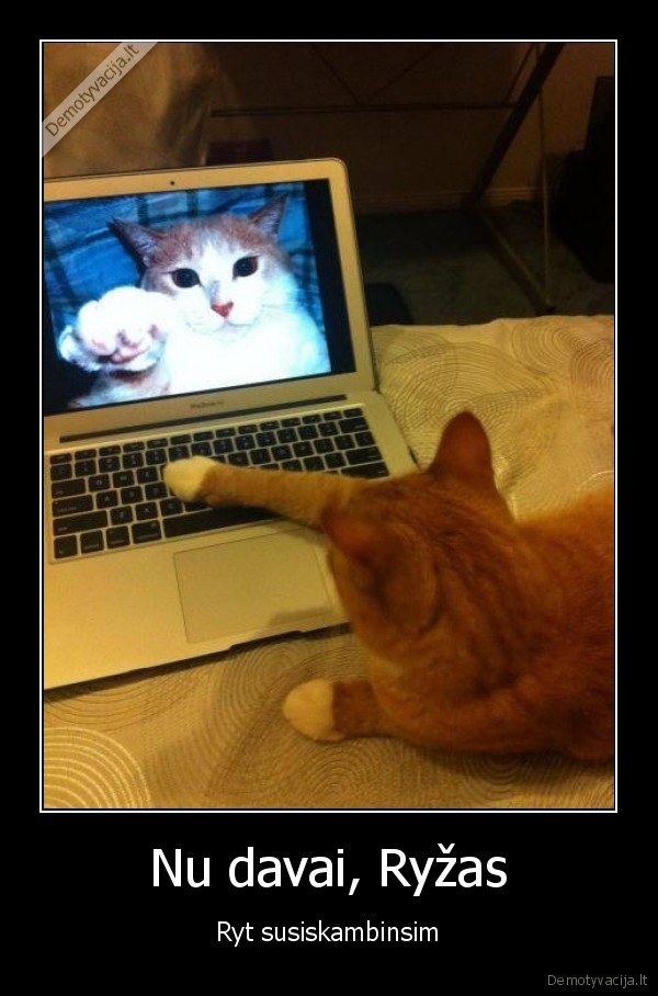 katinai, skambina,ryzas, katinas,skype, video, skambutis