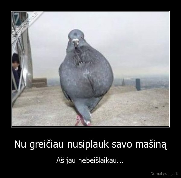 balandis,nori, sikti