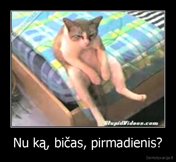 Nu ką, bičas, pirmadienis?