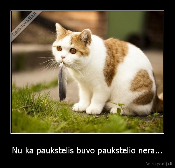 Nu ka paukstelis buvo paukstelio nera...