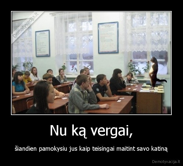 katinas,mokykla,moko
