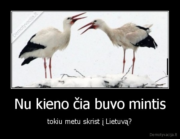 gandrai,pavasaris,orai