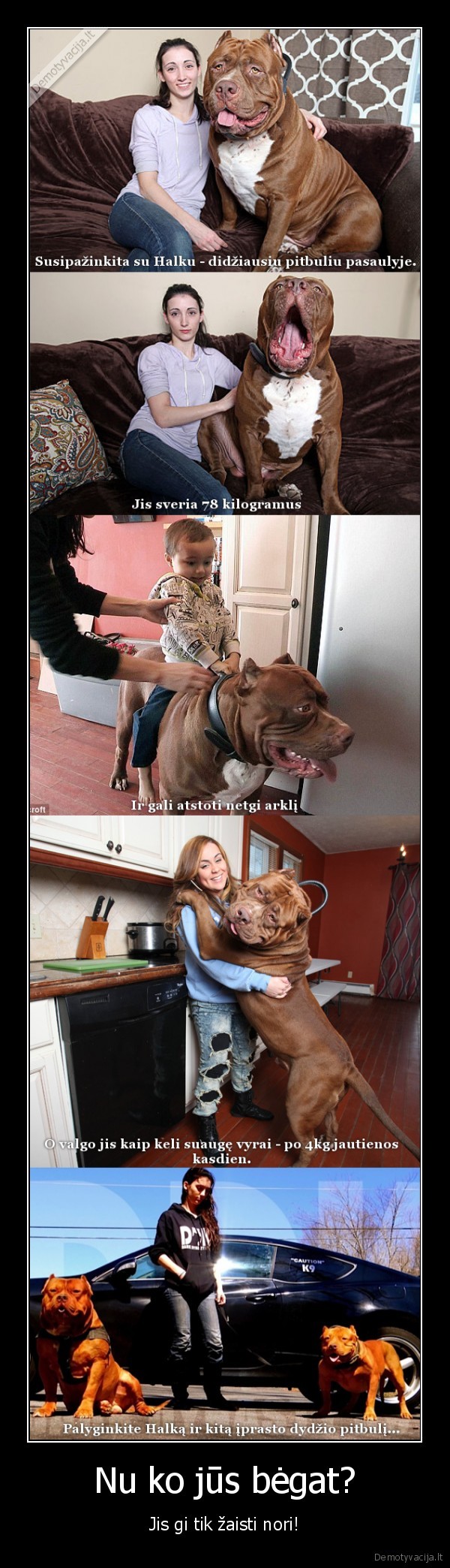 halkas,didziausias, pitbulis,didelis, pitbulis