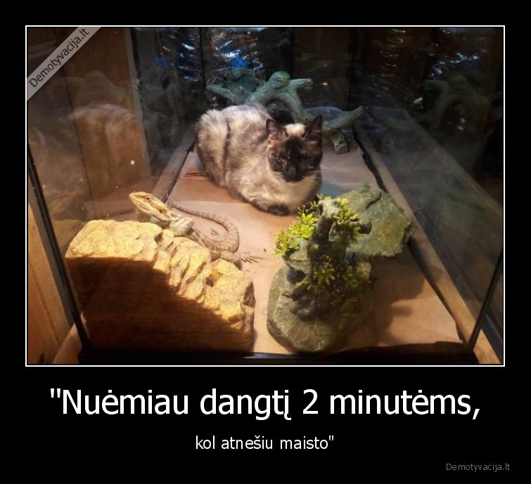 kate,katinas,driezas,maistas