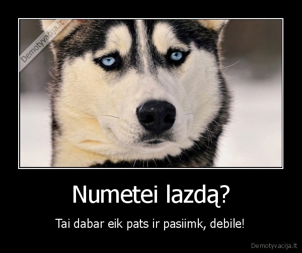 piktas, suo,lazda,treniravimas,dresura