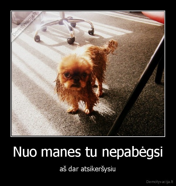 suo,gyvunas,augintinis