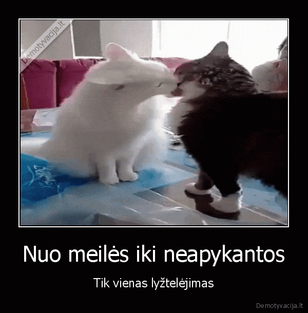 meile,katinai, prausiasi