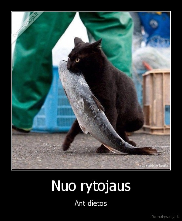 katinas, pagavo, zuvi,didele, zuvis,katinas, vagis