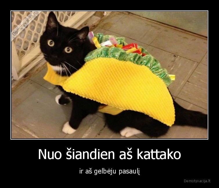 katinas,tako,maistas,kostiumas