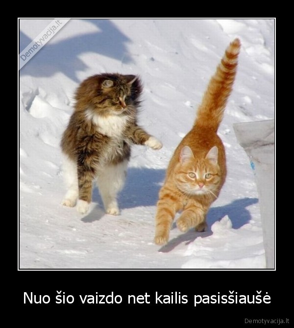 kate, ziuri, i, vartus, i, kita, pasauli