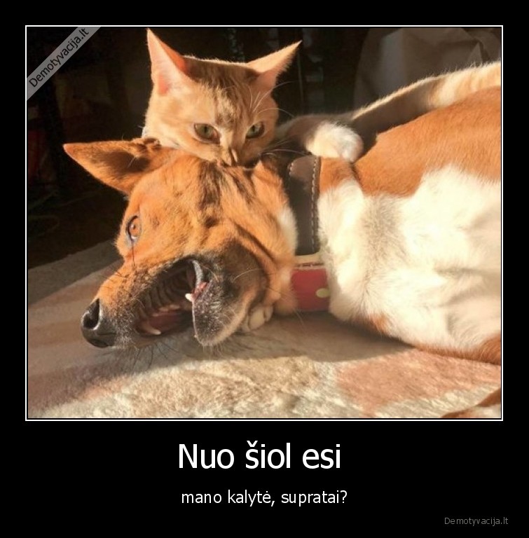 kalyte,katinas,suo,draugyste