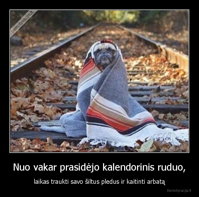 arbata,ruduo,pledai,siluma,saltis