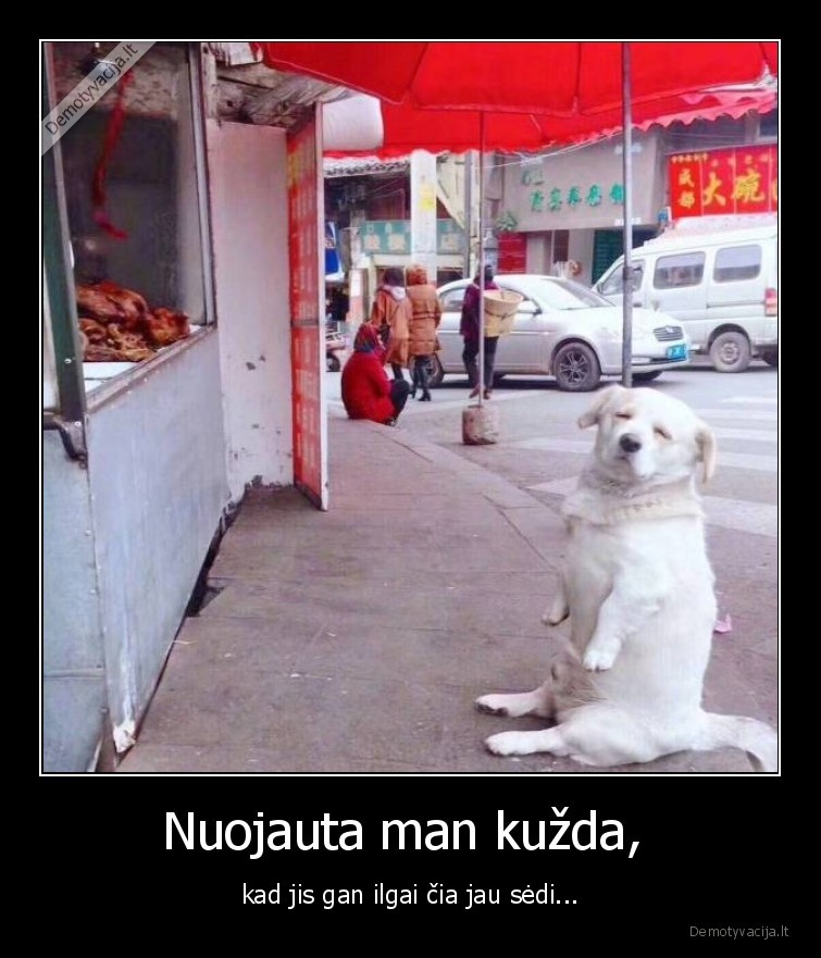 kinija,suo,broileris,storas