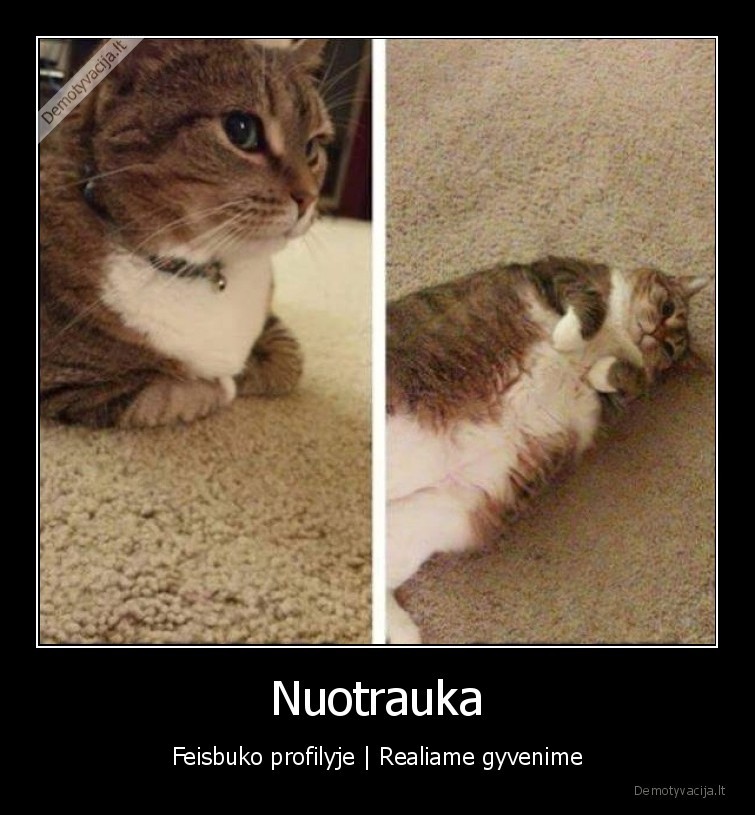 kate,katinas,nuotraula