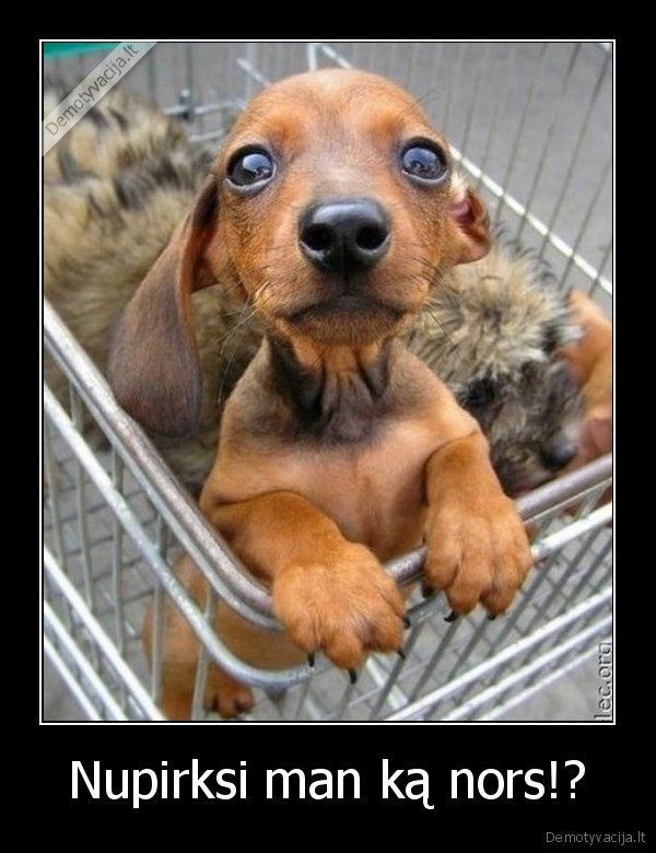 Nupirksi man ką nors!?