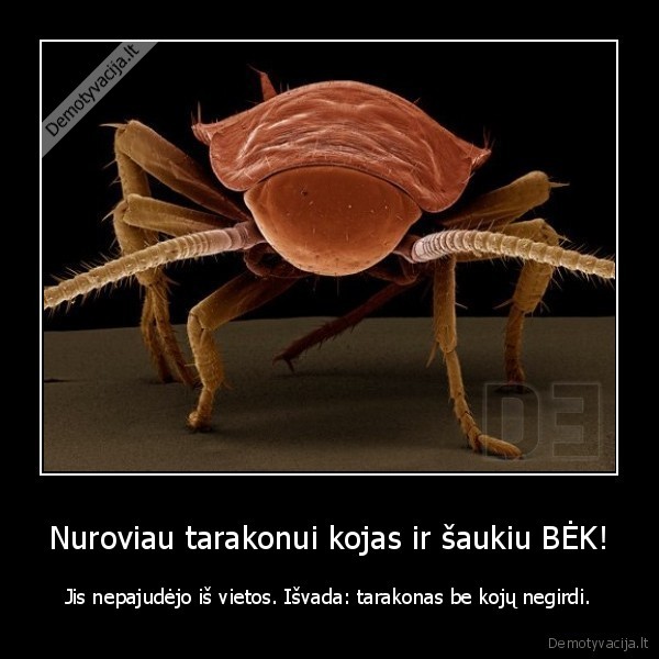 Nuroviau tarakonui kojas ir šaukiu BĖK!