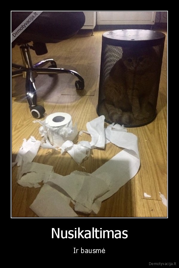 katinas,tualetinis, popierius