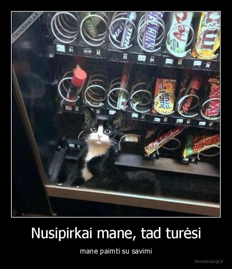 katinas,globa,mielas