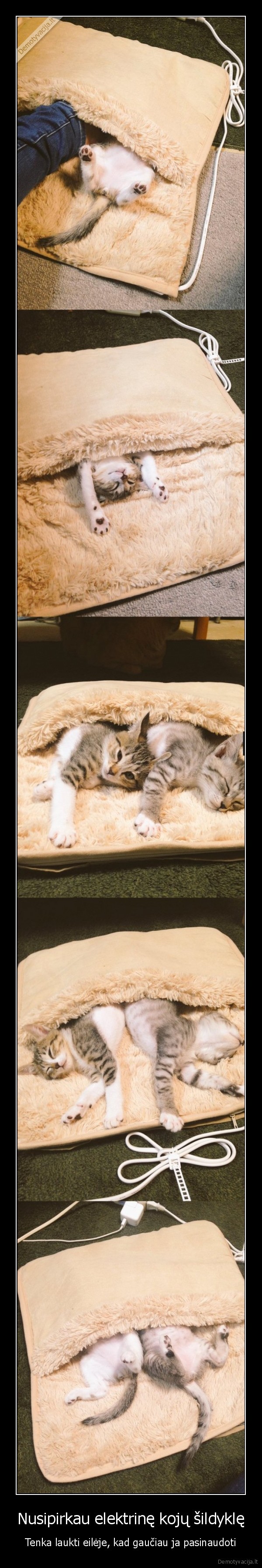 koju, sildykle,mieli, kaciukai,kaciukai, sildosi