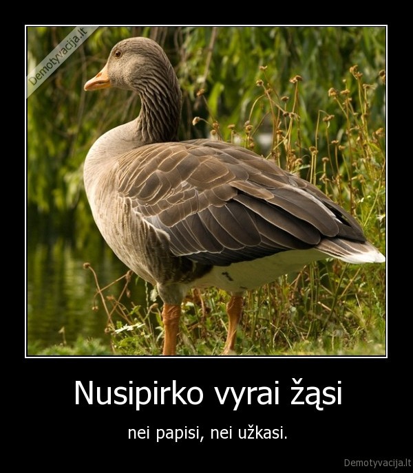 zasis,vyrai,papisi,uzkasi,pirko,nusipirko