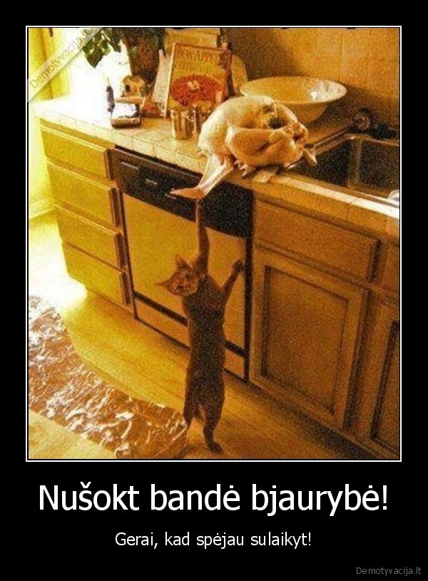 gudrus, katinas,katinas, vagis,kalakutas