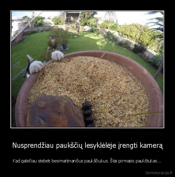 kate, lesykleleje,lesyklele,pauksciu, lesykla