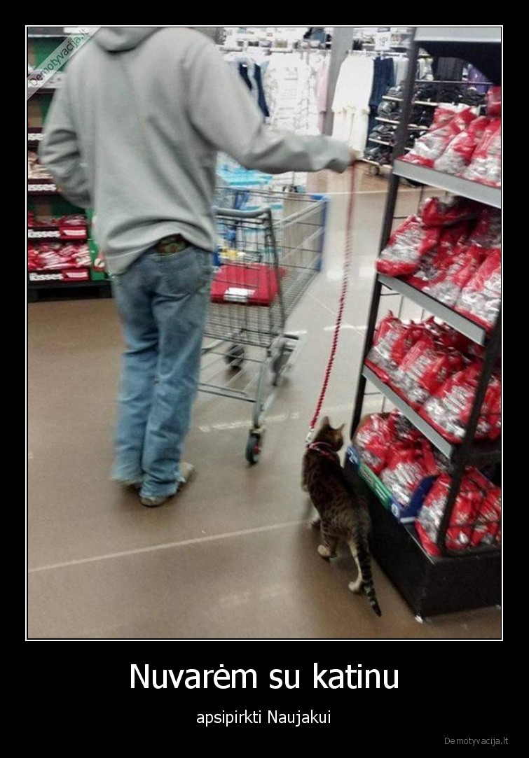 katinas,apsipirkti,sventes