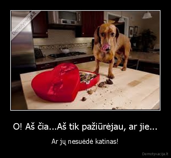 saldainiai,suo,paziureti,katinas,niam, niam