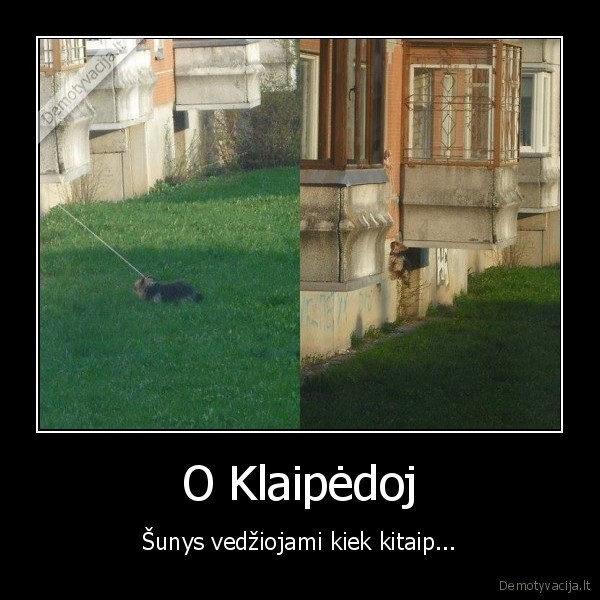 vargsas, suniukas,kankinamas, suniukas