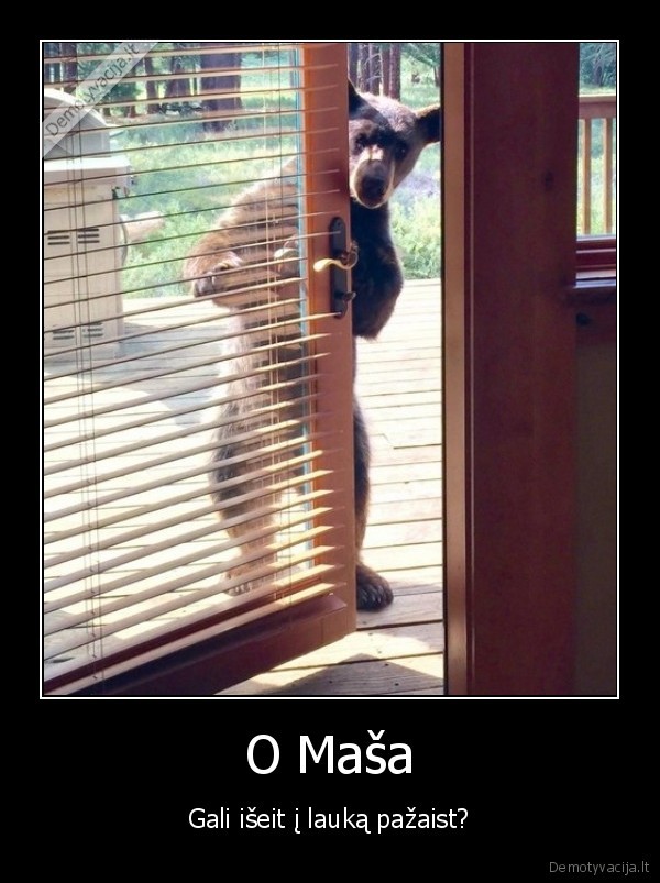 masa, ir, lokys,meskiukas