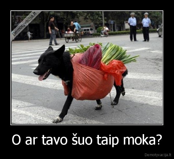O ar tavo šuo taip moka?