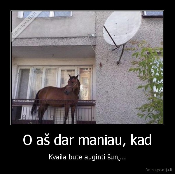 arklys, balkone,arklys, daugiabuty