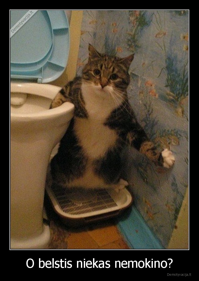 katinas,tualetas,belstis
