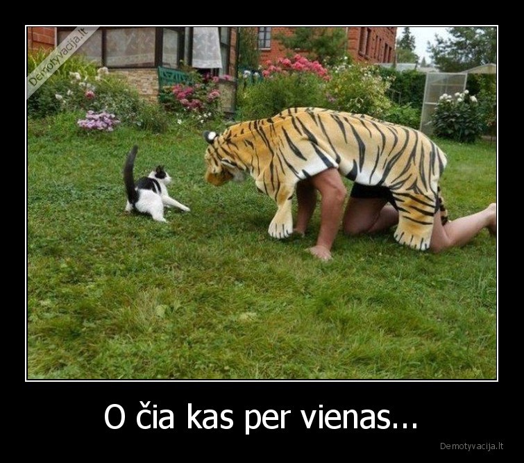 katinas,tigras,issigando