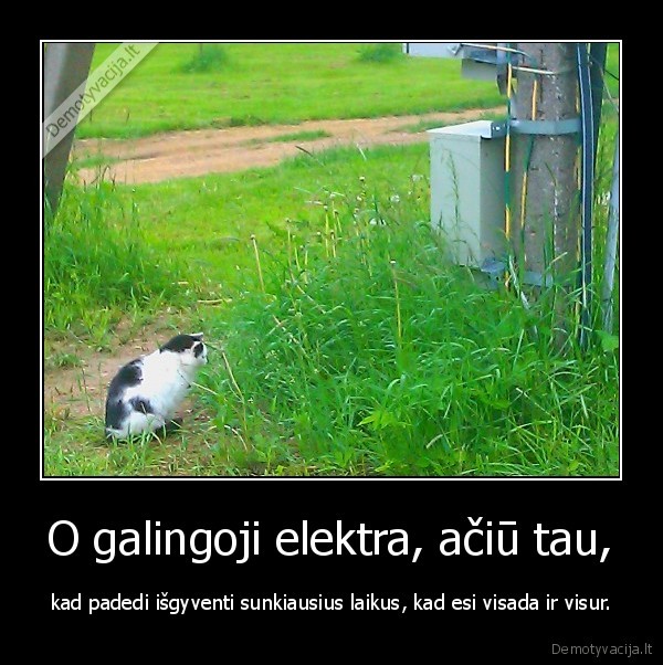 meile,meile,kate,katinai,kaciukai,kate,elektra,stulpas,dekingumas