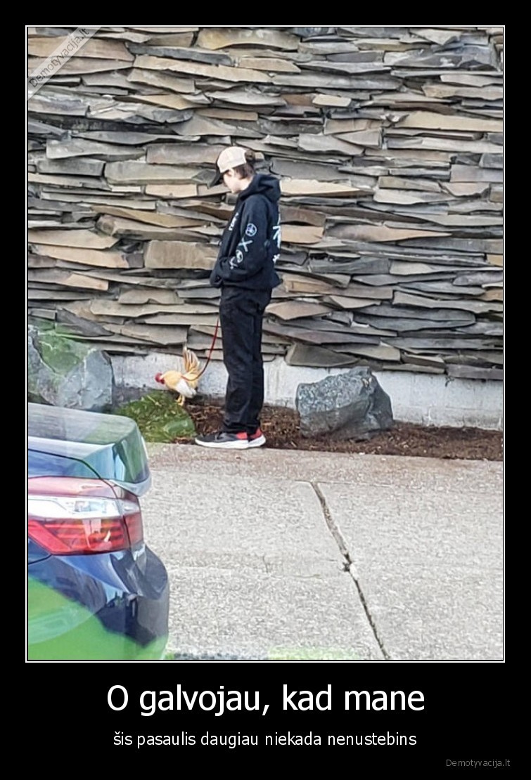 pasaulis,paukstis,suo